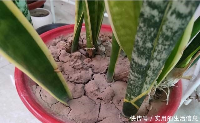 室内养花,有6个“禁忌”,犯1个也活不久,看你中了几个!