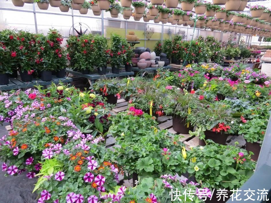 刚买的盆栽不注意这几点 很容易养失败 买多少植物都是浪费 粉紫色 刚买的盆栽不注意这几点 很容易养失败 买多少植物都是浪费 粉紫色