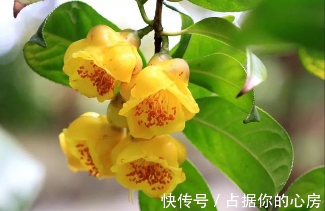 花朵|此花被誉为“植物黄金”，营养丰富，家里养一盆观赏食用皆可