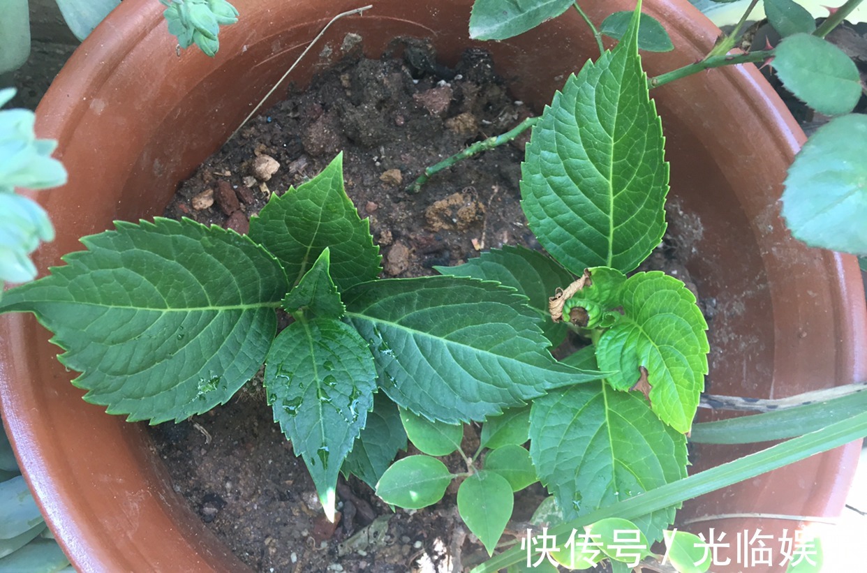 扦插绣球花很简单,“3步”就扦插活,长根发芽快,阳台一片花海