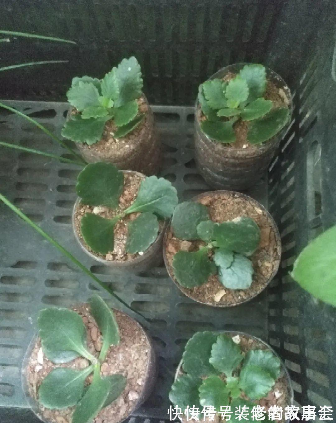 花量|6种花别养老桩，越老越不开花，赶紧扦插备份