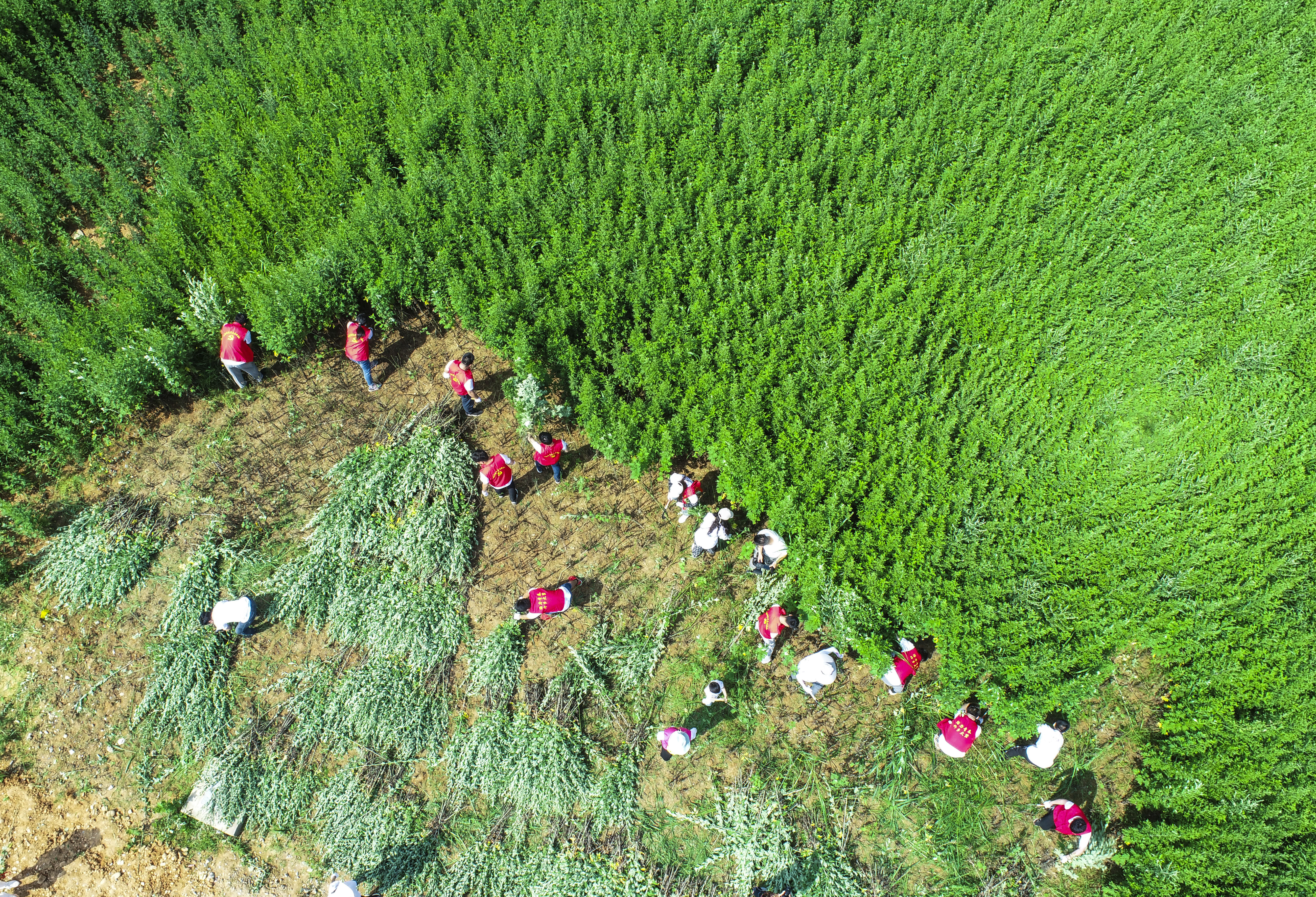 共享|大下姜举办首届艾草文化节 共建共享健康产业