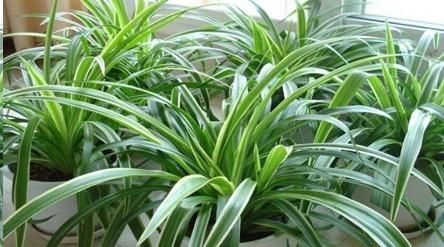 这10种花超级怕冷，再不搬进屋，小心只剩下盆了