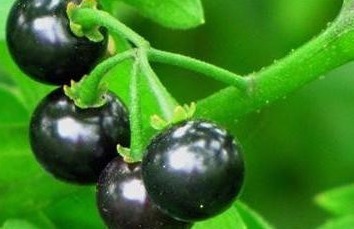 效果|路边黑黑甜甜的小果实,竟有如此效果,真是不敢相信,建议收藏!