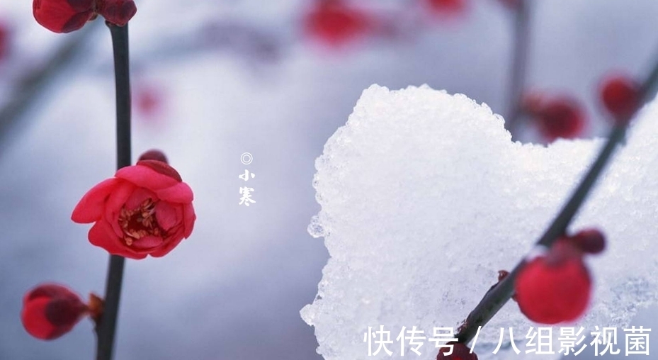 梅花饺!小寒时节,让我们一起走进诗词,感受属于“小寒”的那份韵味。