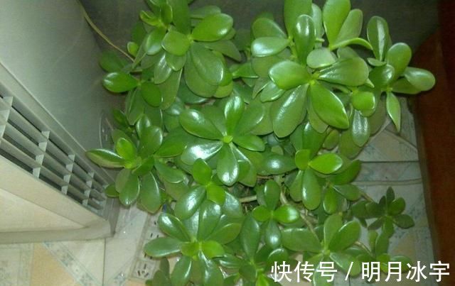 玉髓|这两种植物养得好,稍微注意就能养出老桩来价值高气势好