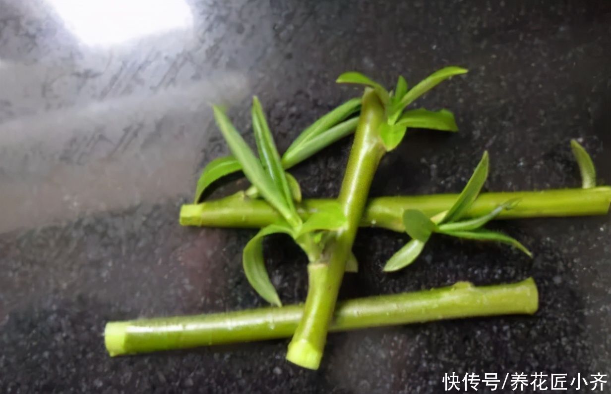 路边能捡到3种“东西”，养花很好用，可以省钱买点花