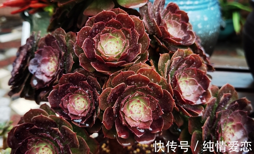 多肉法师老桩适合放在什么地方养?当然是通风好又宽敞的环境中了