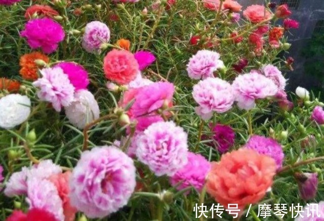 扦插|1种花“了不起”,插土里就活,7天就开花,1月就爆盆,比牡丹美