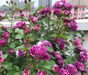 邻居|张大爷的院子里只养1种花，一年观花200天，邻居看了都羡慕
