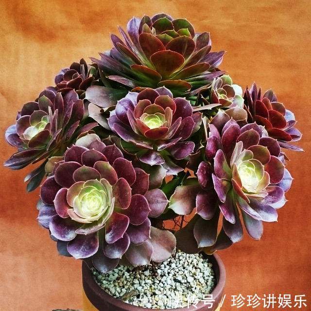 这两种多肉植物开花并不是好事,开完就死,家里有的话要小心