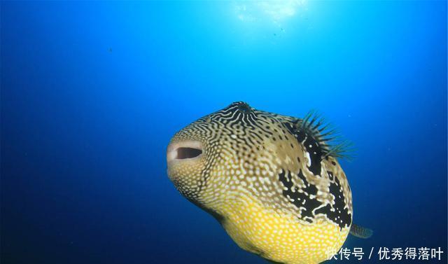 红烧|红烧鲃鱼闪亮登场,将诗与远方一下子拉至一双筷尖上