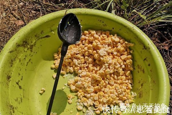 窝料|钓不到大鱼,未必是鱼少,可能方法不对试试这几招,一钓一个准