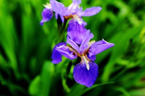 “马兰花马兰花，风吹雨打都不怕”，童谣马兰花究竟是什么花？