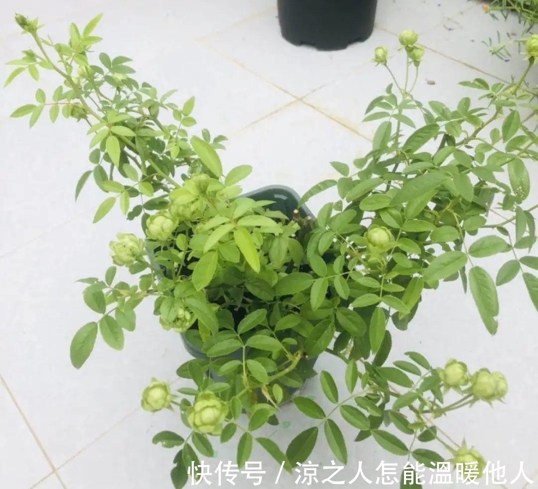 花苞|养的花一直不开花,主要是这6点做好,赶紧学起来