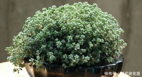 新手养肉难？这些好看又好养的多肉，非常适合新手！你都养过吗？