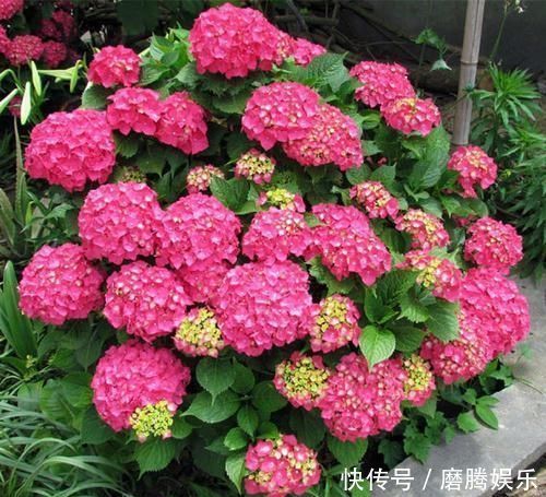 少吃两顿肉,此花也要栽2株,花开上千朵,五颜六色,美如诗画