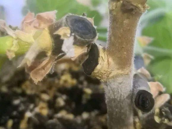 花苞|公认难养的花,养一盆死一盆,从来没有养活过!