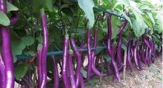 哮喘者|常吃茄子抗衰老又对身体好,但营养师建议3类人尽量少吃茄子