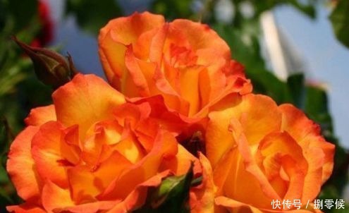 喜欢养玫瑰,不妨养“珍稀玫瑰”宠爱小姐,金蕊红衣,格外靓丽!