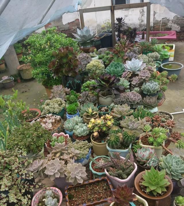 农村“穷养”多肉,一养一个大老桩,群生养爆盆