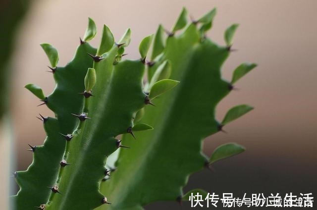 空气|这3种花长得丑，却能净化空气，摆在家里气势不小！