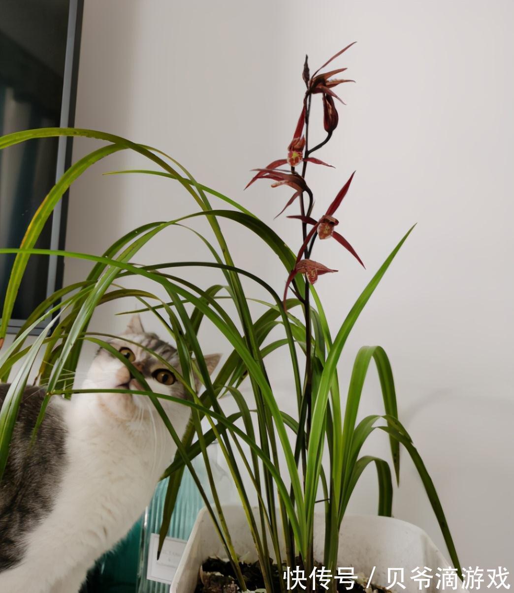 大全|最全兰花养护大全,做到这3点,兰花年年都开花