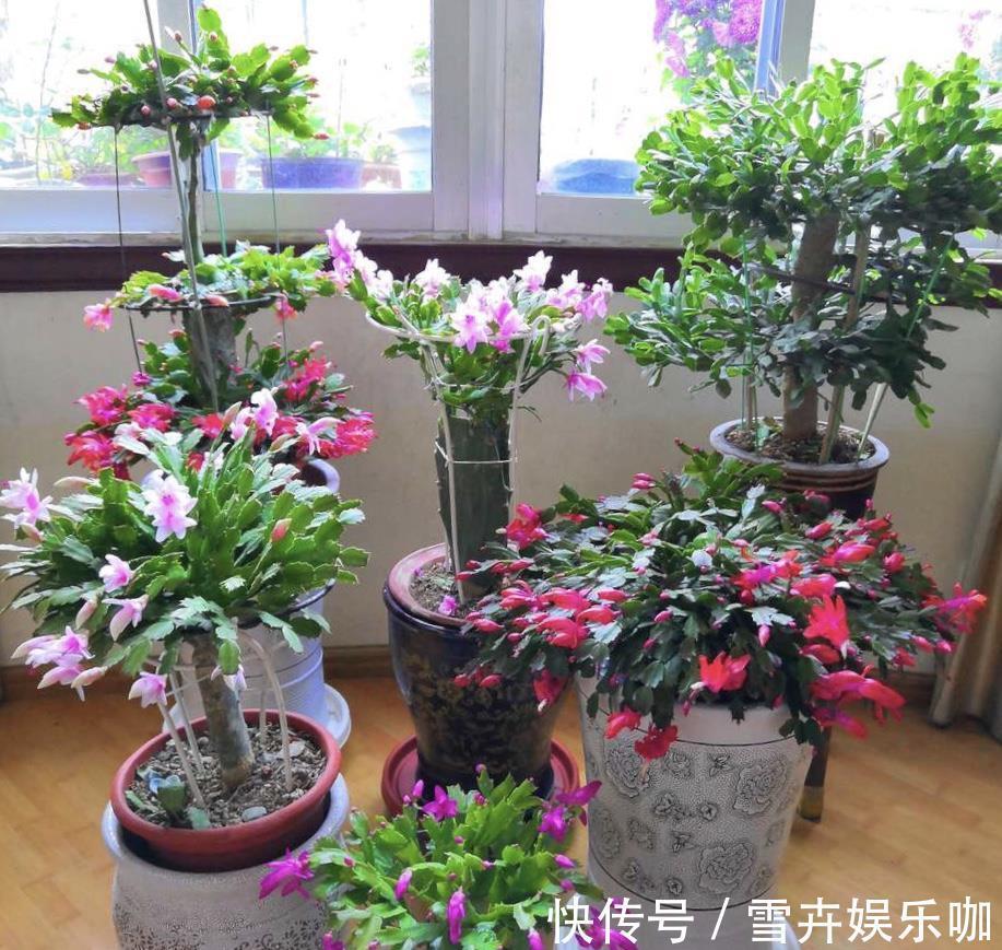 天热需要“睡觉”的四种花,“断粮”少水的穷养,长得更好