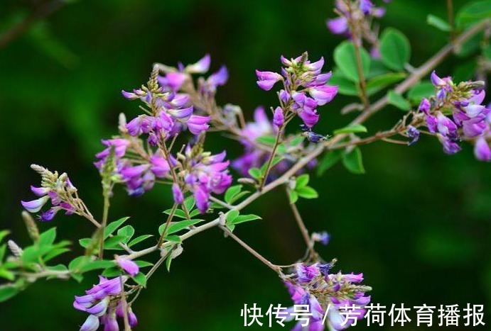 寓意@此花花色娇艳迷人,深为万千诗歌名人所钟爱,寓意为害羞与深思