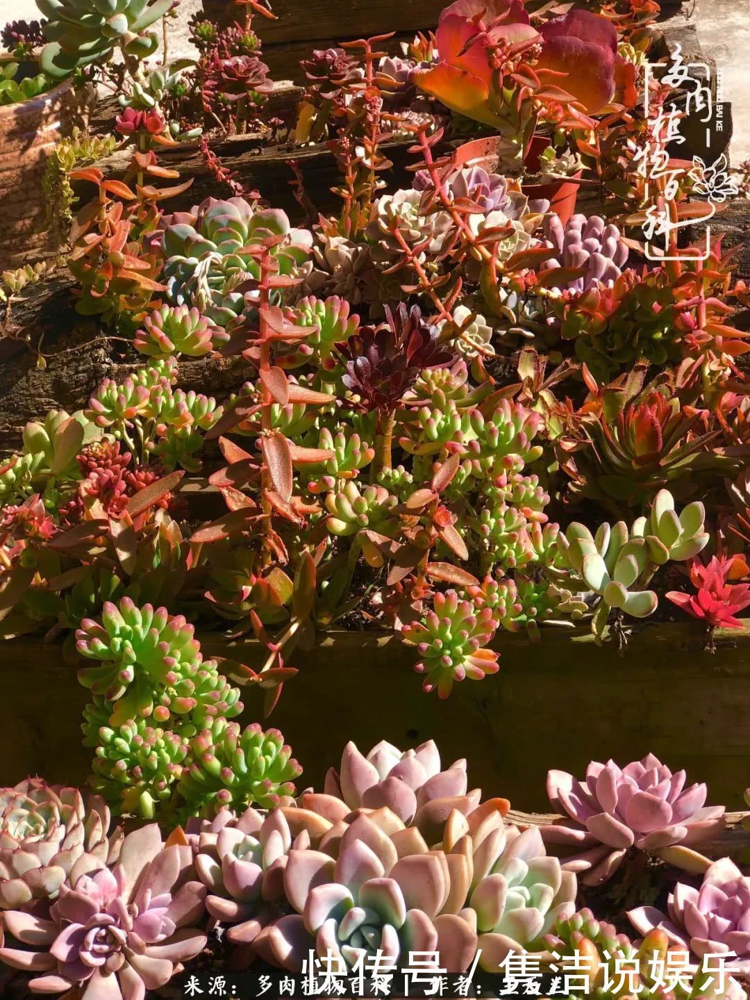 多肉遇上枯木木花盆,姑娘自己造!