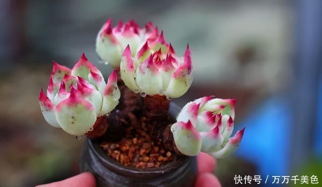 多肉饿着养,个个土肥圆,越矮越小越值钱