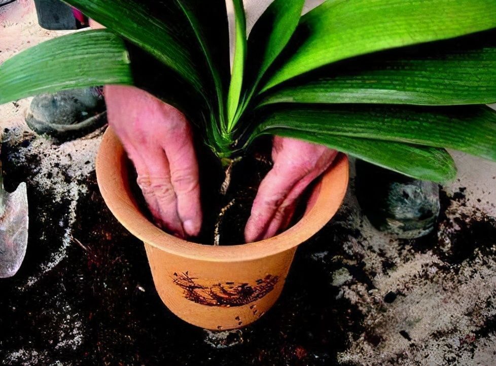 改正|君子兰迟迟不开花,原因不外乎3点,改正后开花不断