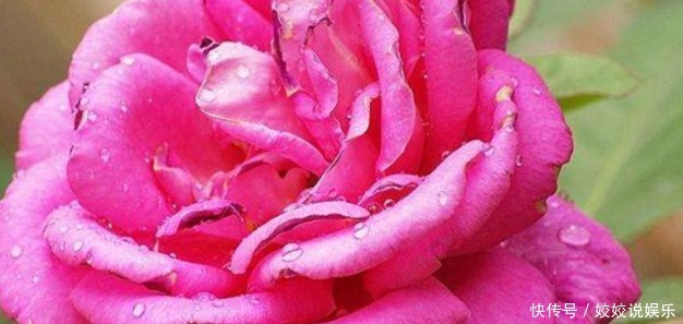 奥桑特|新手养花,不如养花中精品汤姆奥桑特,花开艳丽,气度非凡!