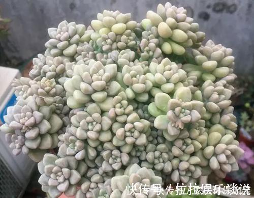 新手|老花农都喜欢的容易爆头多肉，轻轻松松长满盆，适合新手！