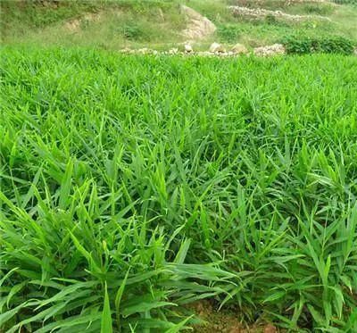 农村山上一种“黄金”农村人都不吃,城里人稀罕的很