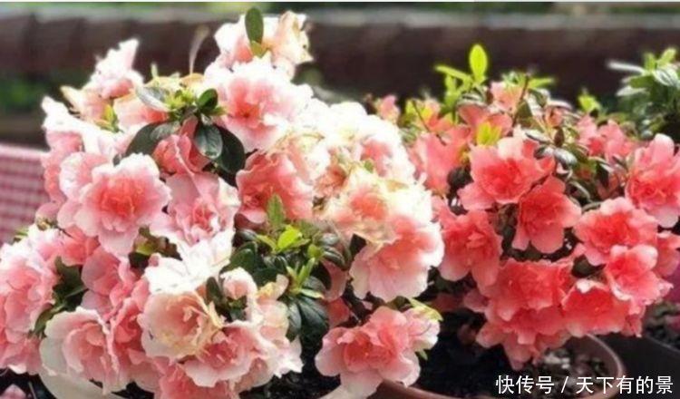 杜鹃花|养花就养这几款,全年开花不停,花型圆滚惹人爱,值得拥有