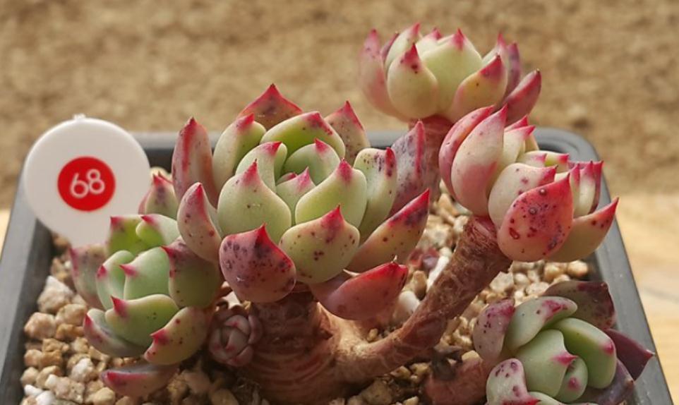 按这4个要求盆栽，多肉娜娜小勾呼呼疯长，叶尖一年四季红艳艳