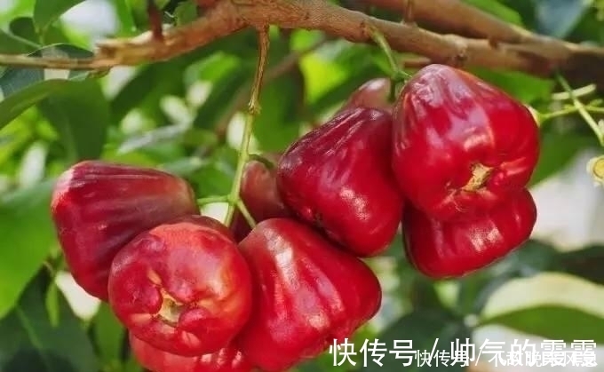 莲雾|晚上睡觉前当零食吃几颗,半个月后,缓解失眠多梦,皮肤细腻光滑