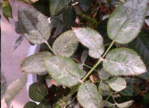 杜鹃花|月季花杜鹃花栀子花总是养不活教你一招,连开3个月!