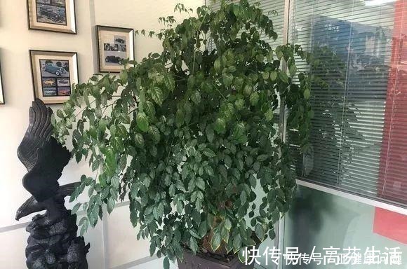 通风度|幸福的家里,就该养盆“幸福树”,四季常青,9月开出幸福花!