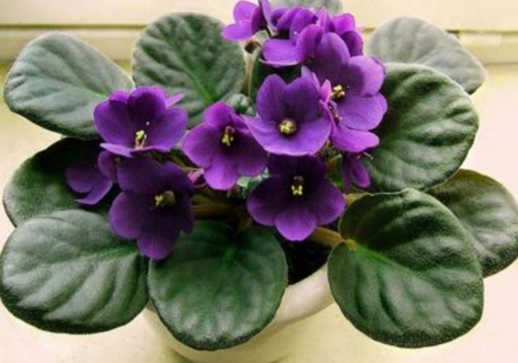 此款花卉，好养易爆盆，花香易打理，养在客厅美极了