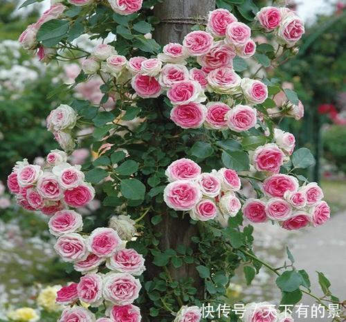 种花|有个院子别只会养月季花,种下3种花,皮实好养开花旺,做法高