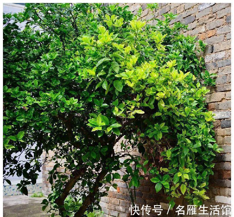 北方地区|4种“漂亮花”，能活一百年，长寿又富贵，越养越值钱