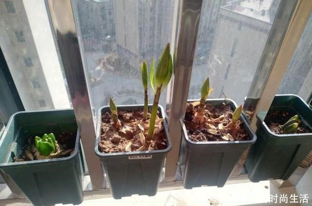 几个“洋葱球”,埋在花盆里,长出8朵百合花,开完花还能吃