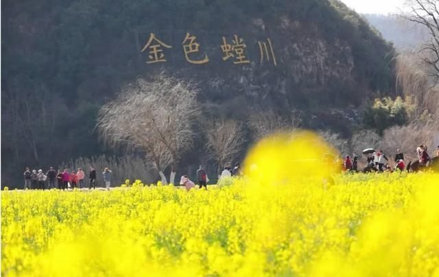 春天已“到货”！安宁万亩油菜花开啦|周末去哪儿 | 老年