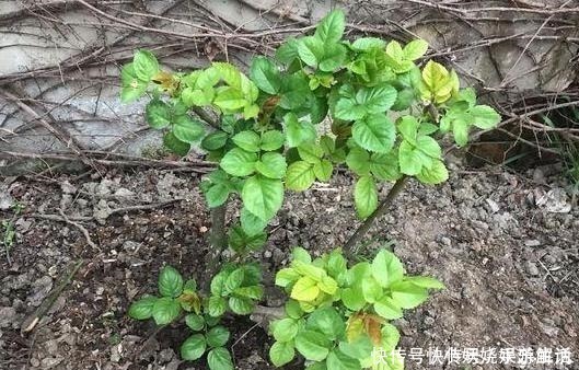 花卉|养花需“氮磷钾肥”怎么办别再花钱买了,上厨房找找全都有了!