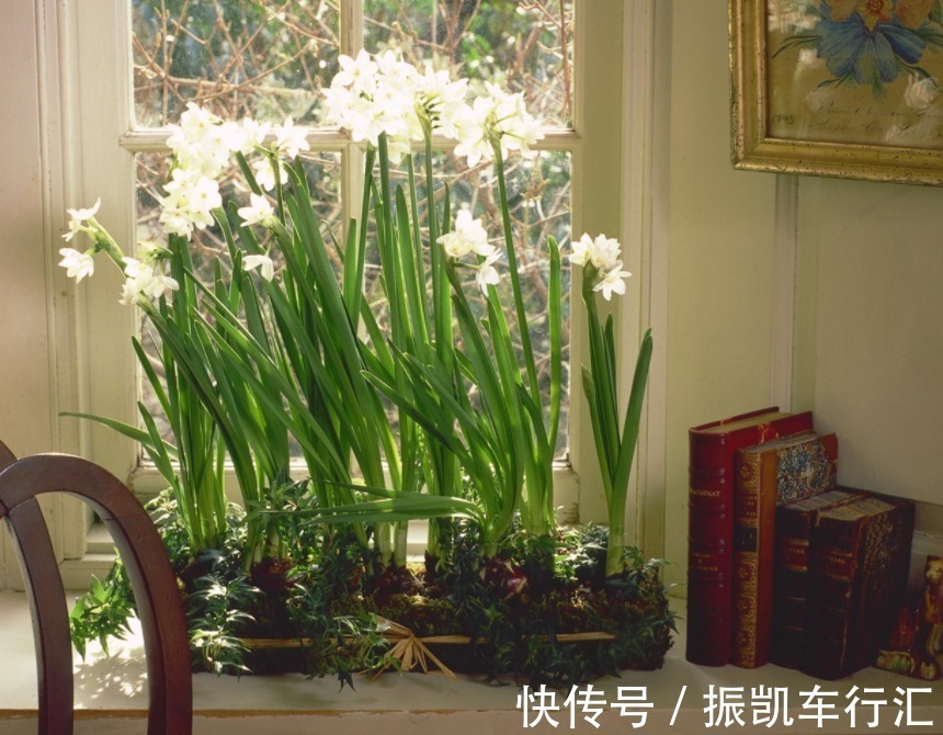 植物|室内养花,弄错这3件事,植物长不好,主人爱生病