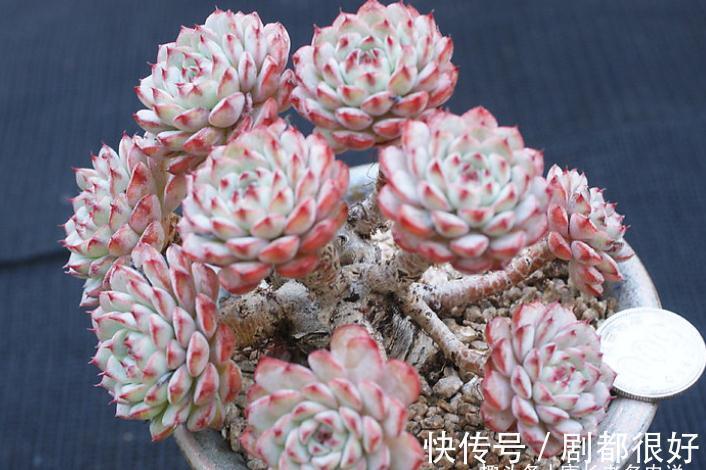 想打造多肉十里桃林?别只盯着桃蛋,此8个品种也许更合你的口味