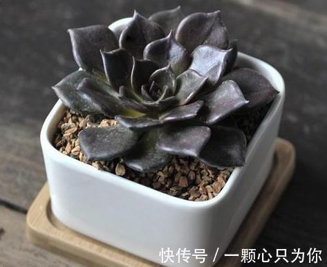 普货也能养出高级感，自带神秘bgm的多肉植物，高冷黑王子多肉