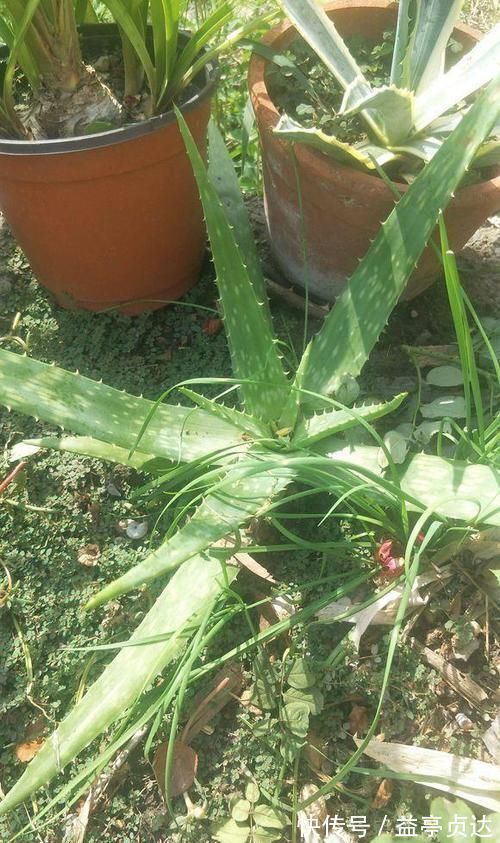 十种防辐射的绿植,装点家居好帮手,还能净化空气防辐射